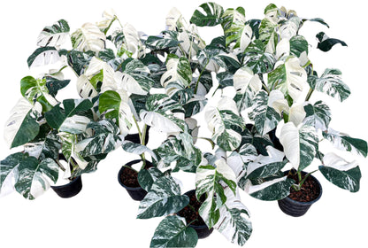 Monstera Albo nursery thailand