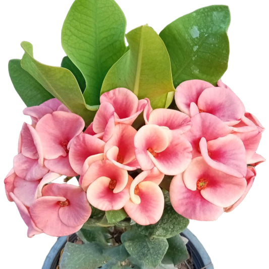 Euphorbia milii - Premium Flowers - Ang Sumalin