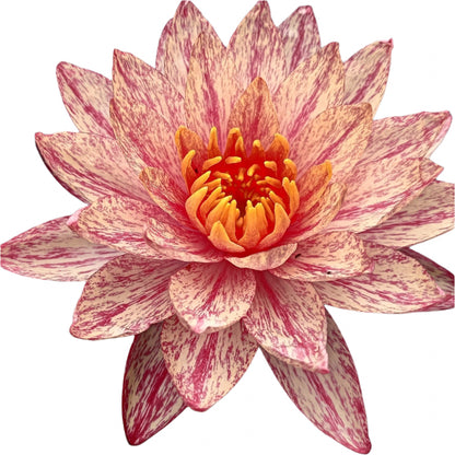 Water lily - Wanvisa