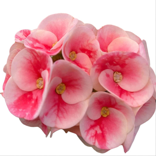 Euphorbia milii - Angle Wish