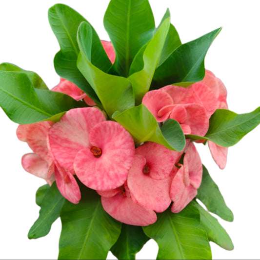Euphorbia milii - Beauty Queen