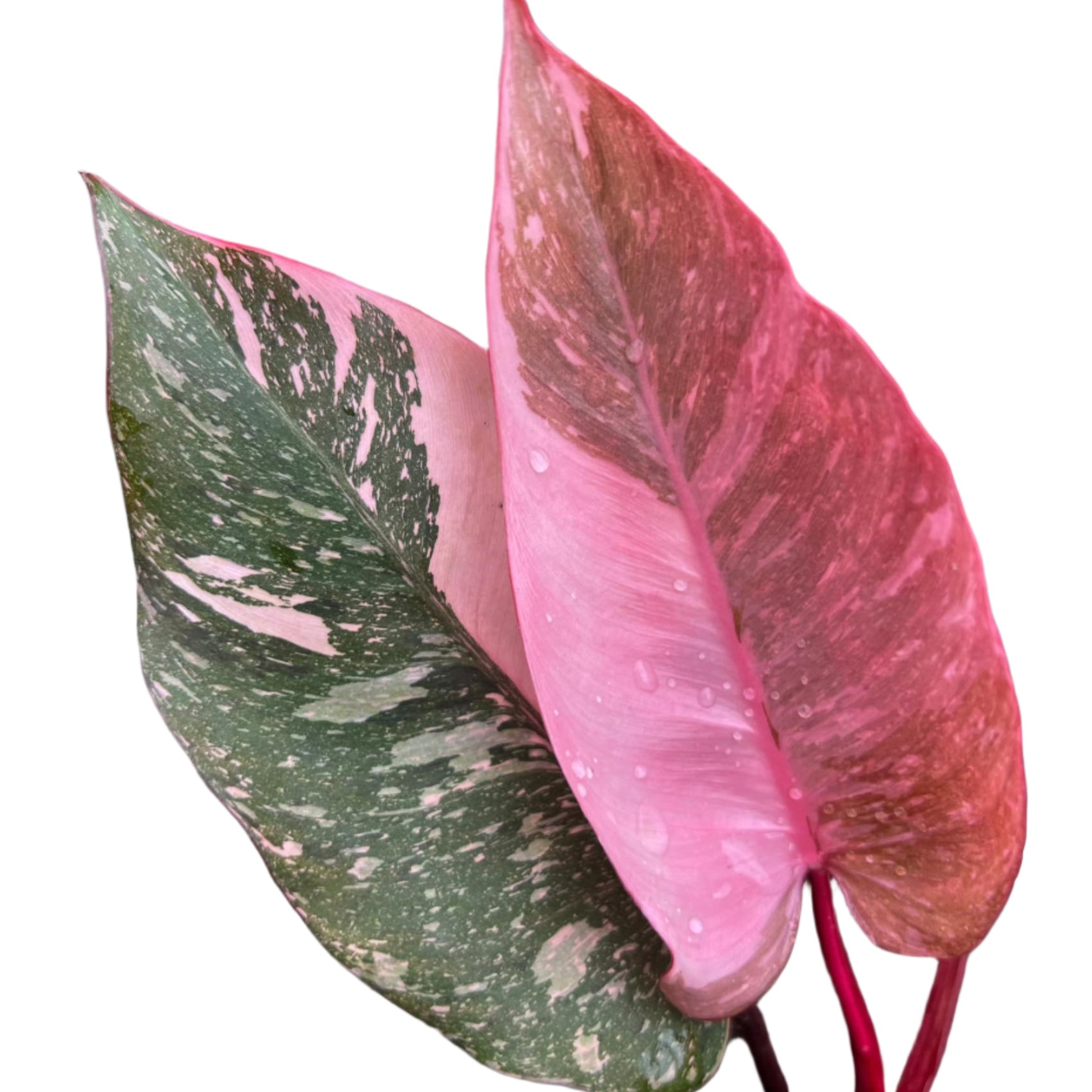 Pink Variegated Philodendron