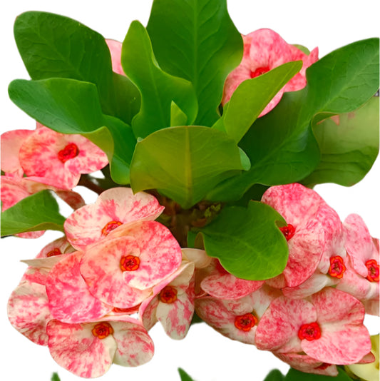 Euphorbia milii - Mongkol Ruby