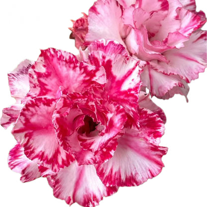 Adenium obesum - Blood Flower