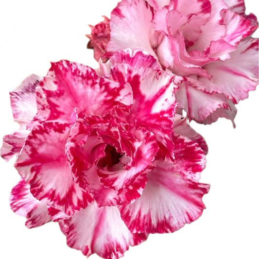 Adenium obesum - Blood Flower