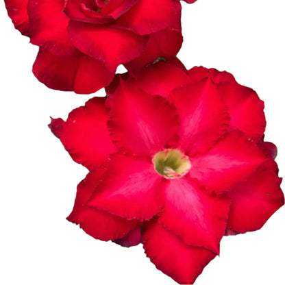 Adenium obesum - Red Sun