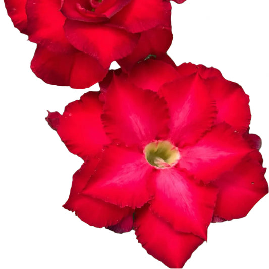 Adenium obesum - Red Sun