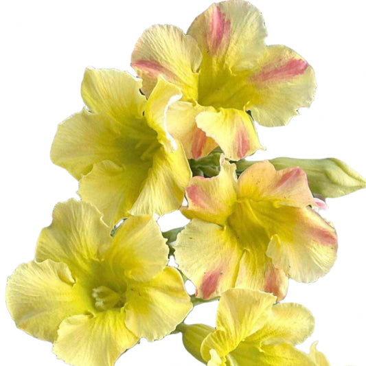 Adenium obesum - Great Fortune
