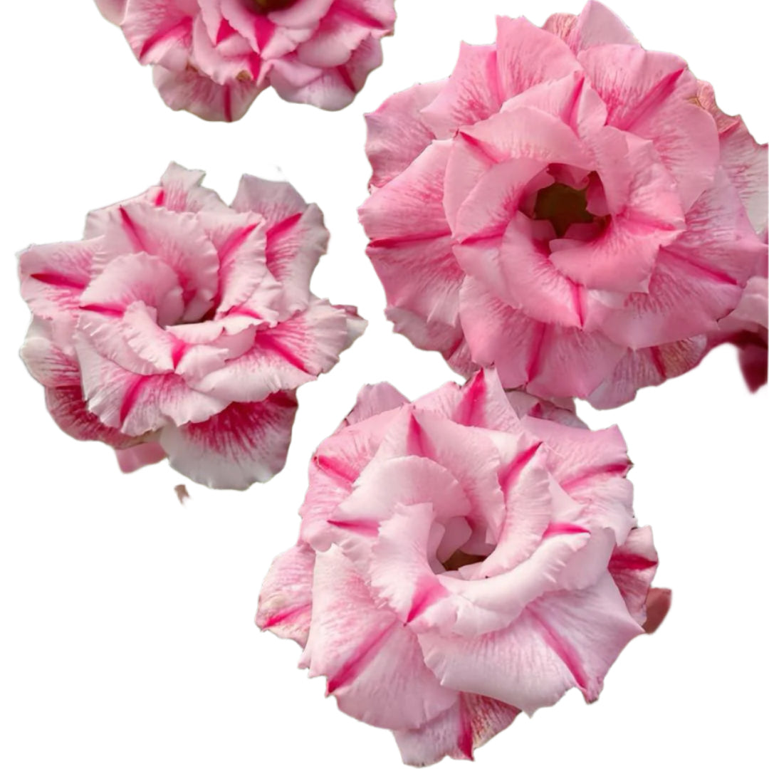 Adenium obesum - Pink Garland