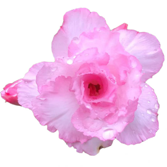 Adenium obesum - Pink Pearl