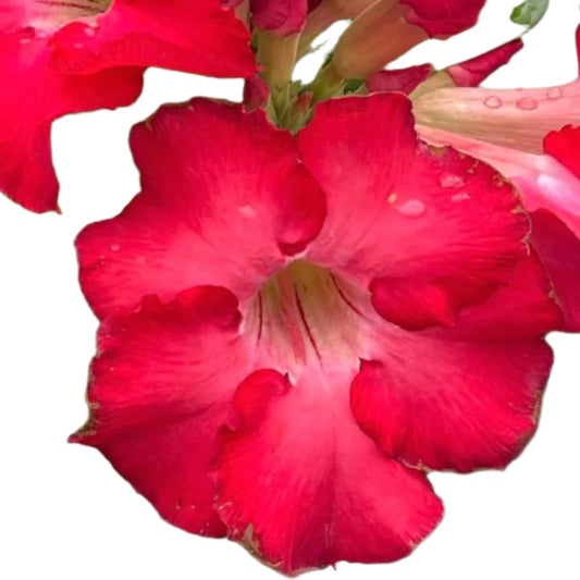 Adenium obesum - Udomsuk Bliss