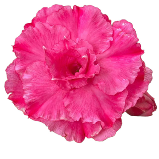 Adenium obesum - Pink Dawn
