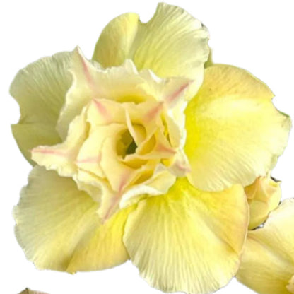 Adenium obesum - Golden Champa