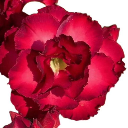 Adenium obesum - Mighty Red