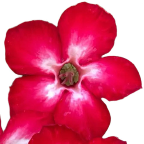 Adenium obesum - Mickey Mouse