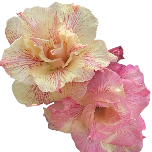 Adenium obesum - Duang Jai