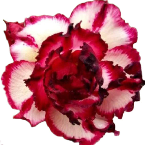 Adenium obesum - Lollipop
