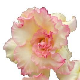 Adenium obesum - Royal Lotus