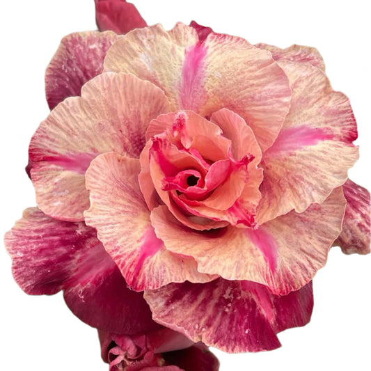 Adenium obesum - Dazzling Sun