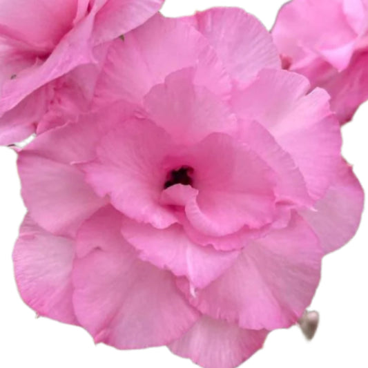 Adenium obesum - Royal Pink
