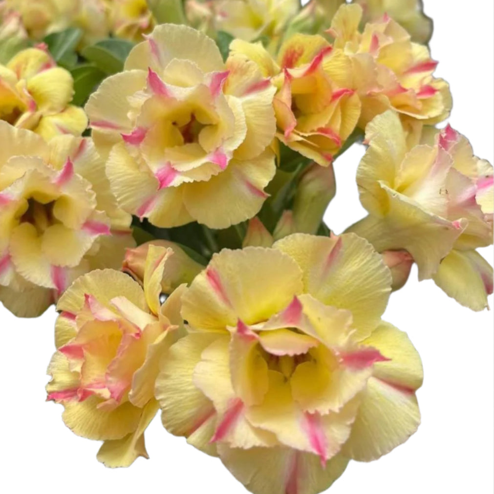 Adenium obesum - Thonglor
