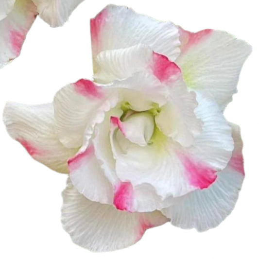 Adenium obesum - Snowy