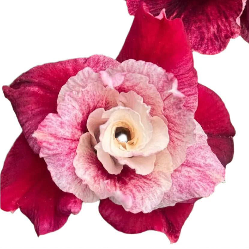 Adenium obesum - SriSri