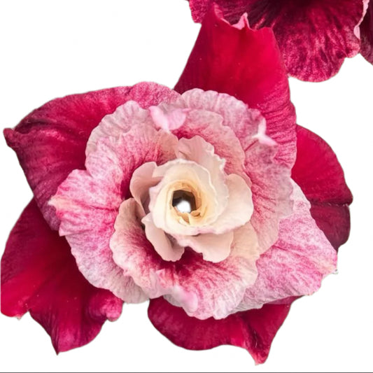 Adenium obesum - SriSri