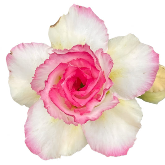 Adenium obesum - Crystal Ploy