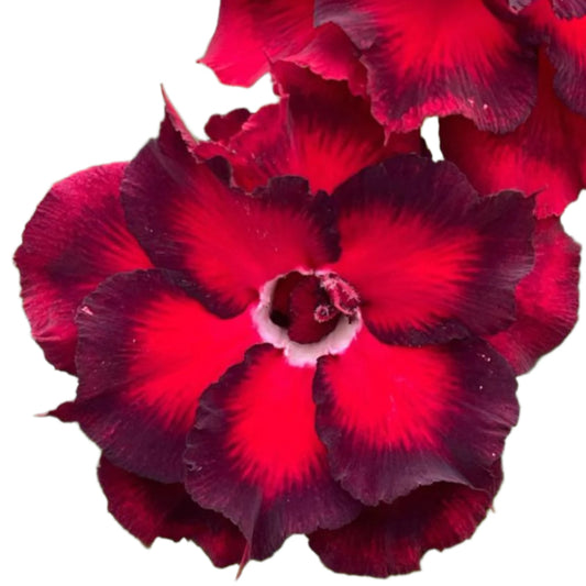 Adenium obesum - Imperial Red
