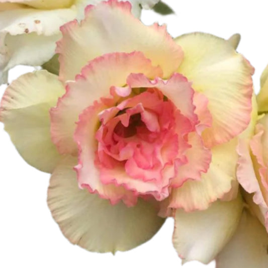 Adenium obesum - Diana