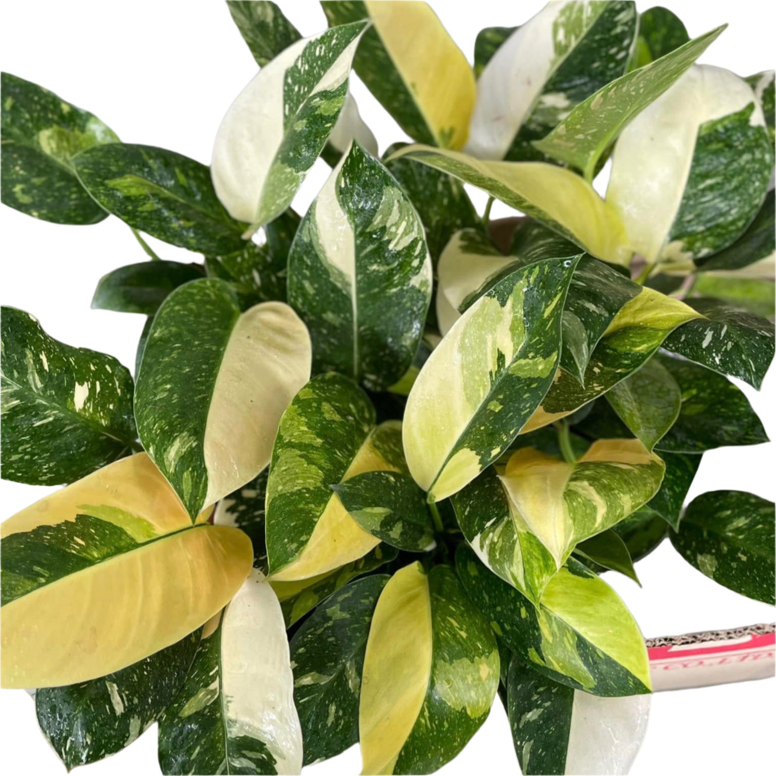 philodendron green congo hybrid Philodendron Green Congo Hybrid Variegated – PKP Garden