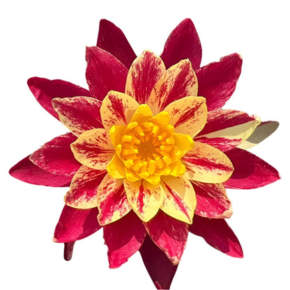 Water lily - Ring of Fire