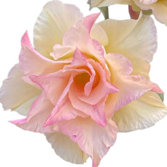 Adenium obesum - Lamduan Blossom