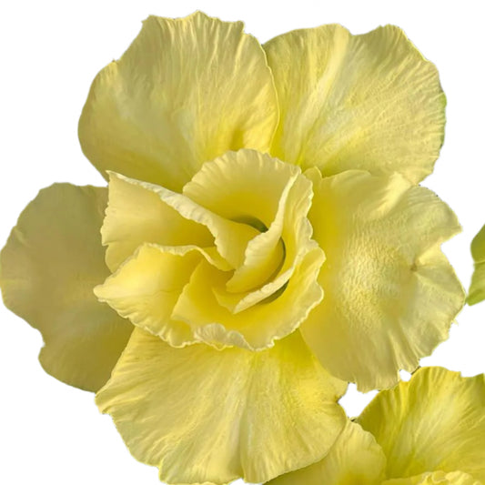 Adenium obesum - Golden Petal