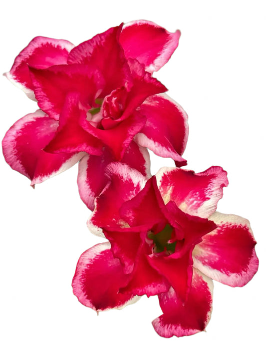 Adenium obesum - Eternal Wealth