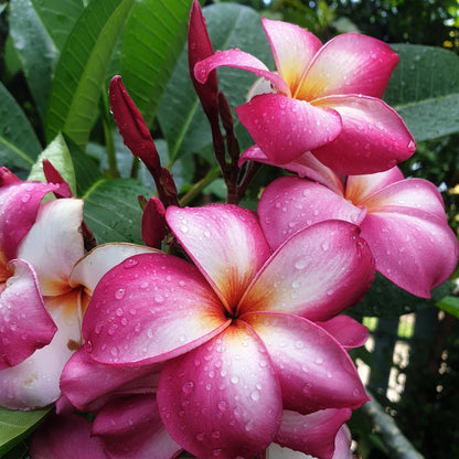 Plumeria flower 