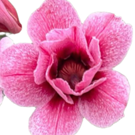 Adenium obesum - Safari Glow