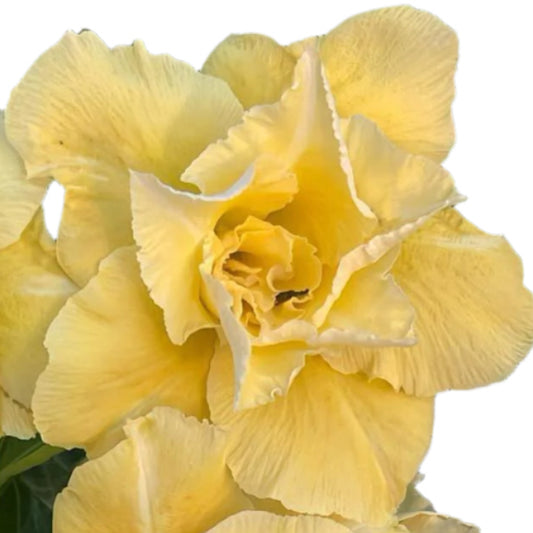 Adenium obesum - Jewel of Gold