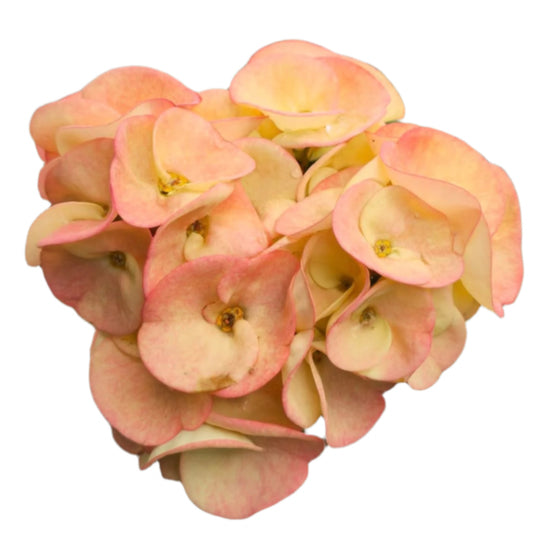 Euphorbia milii - Diamond King