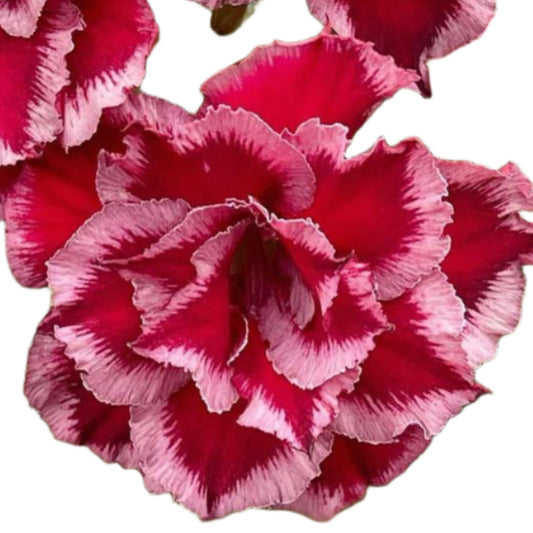 Adenium obesum - Mulberry
