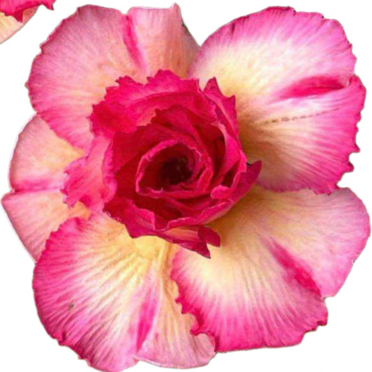 Adenium obesum - Millionaire Luck