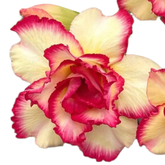 Adenium obesum - Ninefold Gold