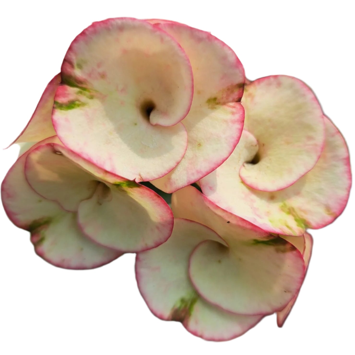Euphorbia milii - ChaRoenLarb