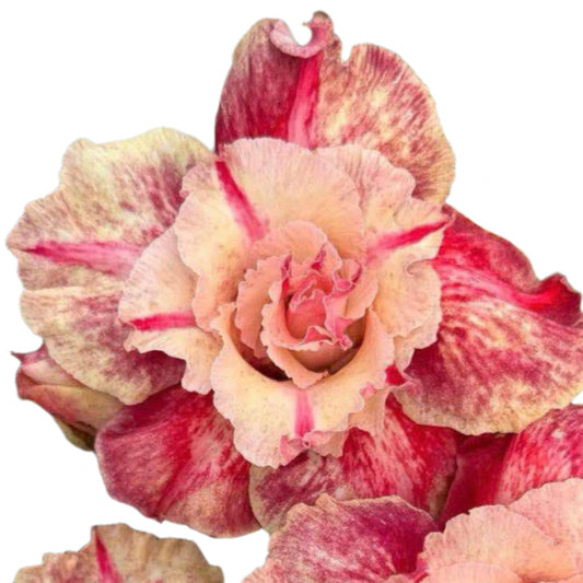 Adenium obesum - Sunset Flame