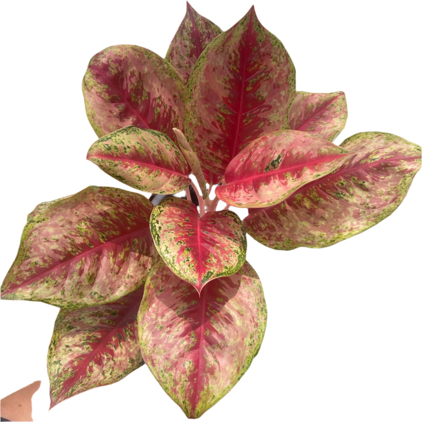 aglaonema 10 carat Aglaonema Ten Karat – PKP Garden