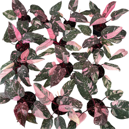 Philodendron Pink Princess Galaxy for sale