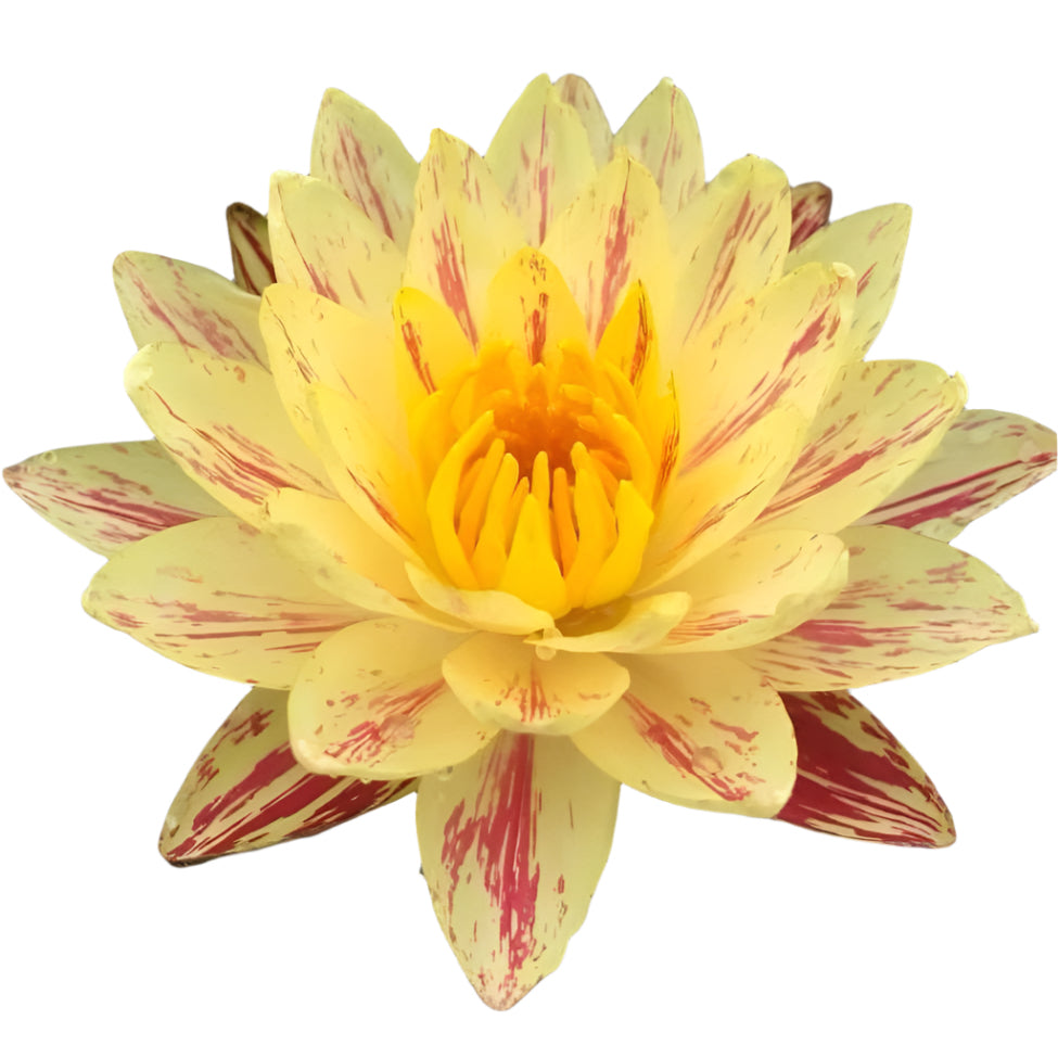 Water lily - Paranee