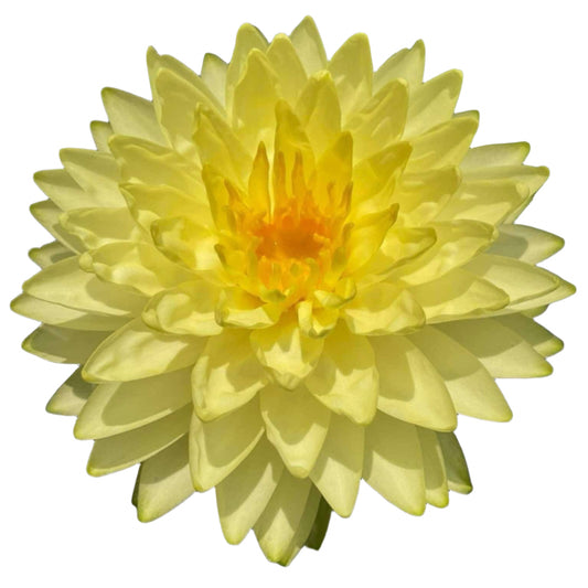 Water lily - Phuttaraksar