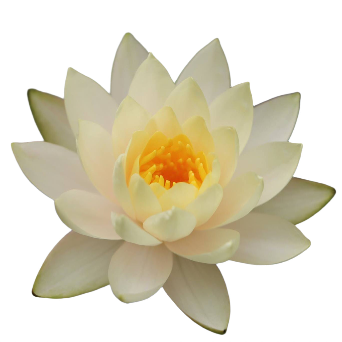 Water lily - Inner Light